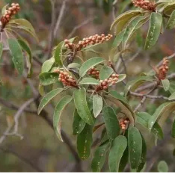 Huile de Chebe : Le Secret des Cheveux Texturés Sublimés
