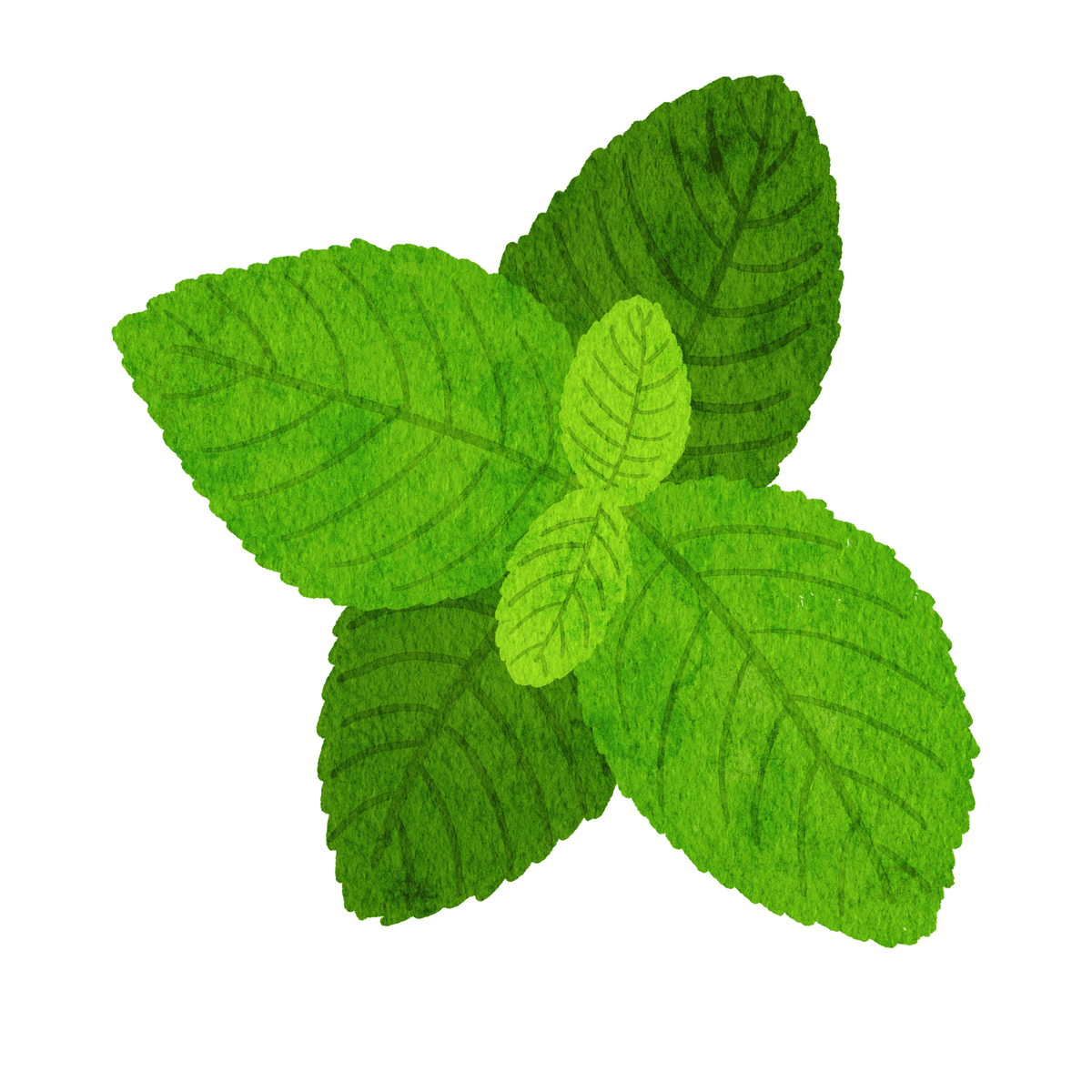 Menthe poivrée 